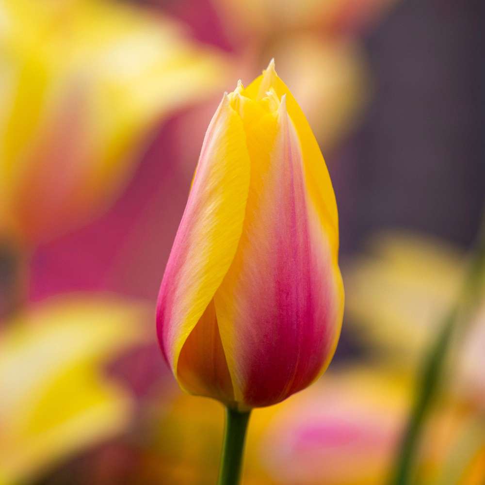 Tulpan 'Blushing Lady'